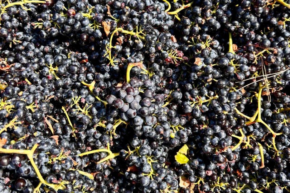 Uva nera appena vendemmiata