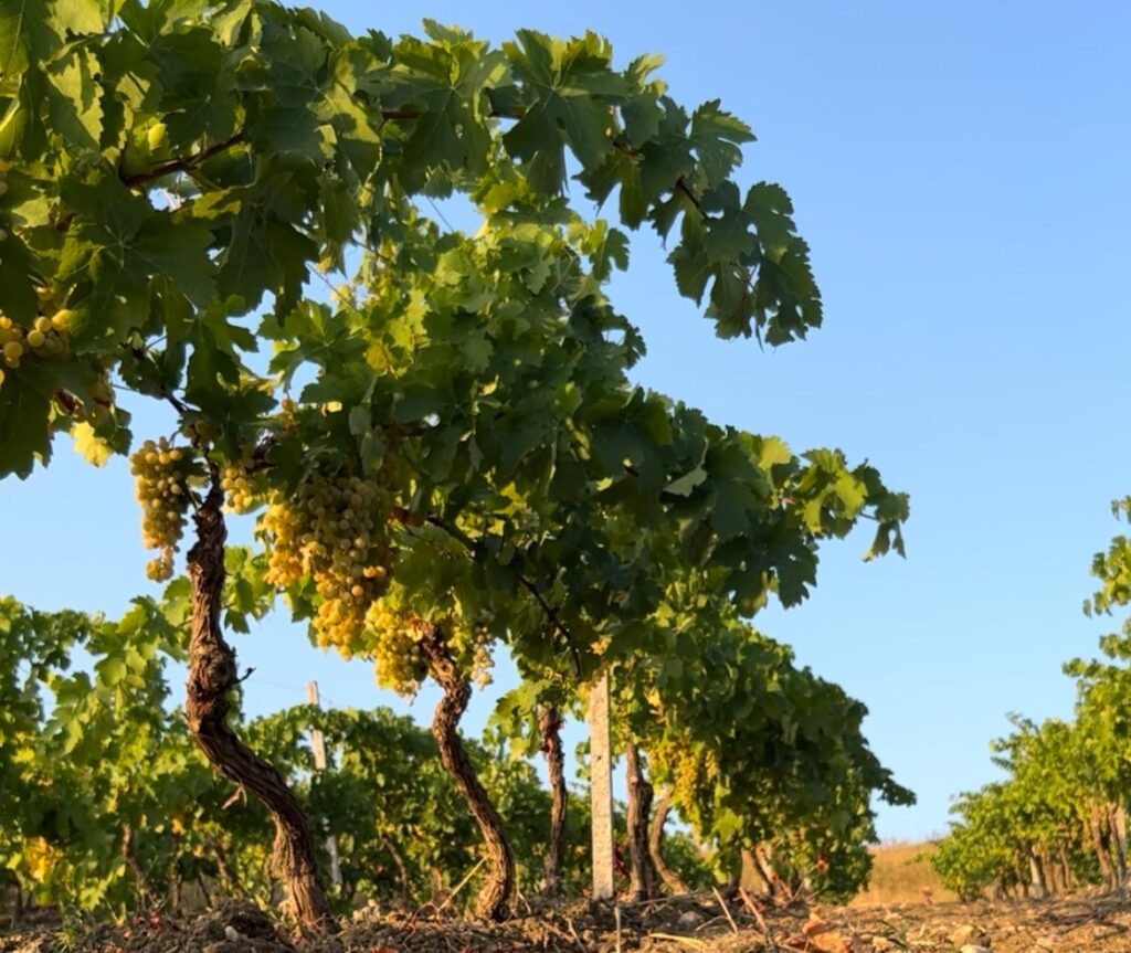 Le vigne sulle colline di Alcamo
