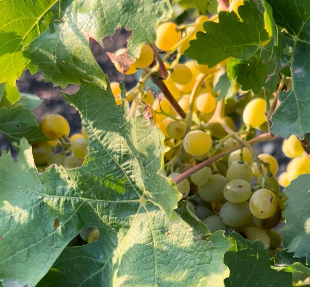 Grappoli di uva bianca prima della vendemmia
